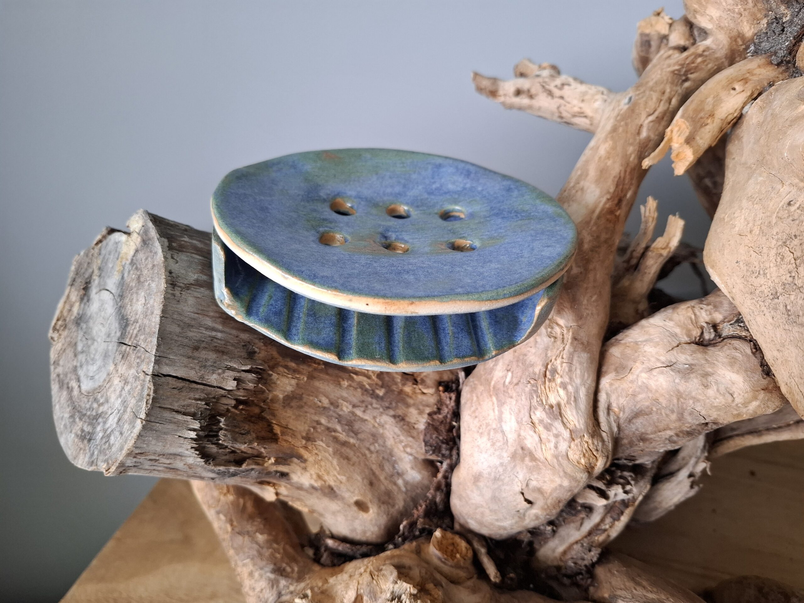 Morska mydelniczka - obrazek 2