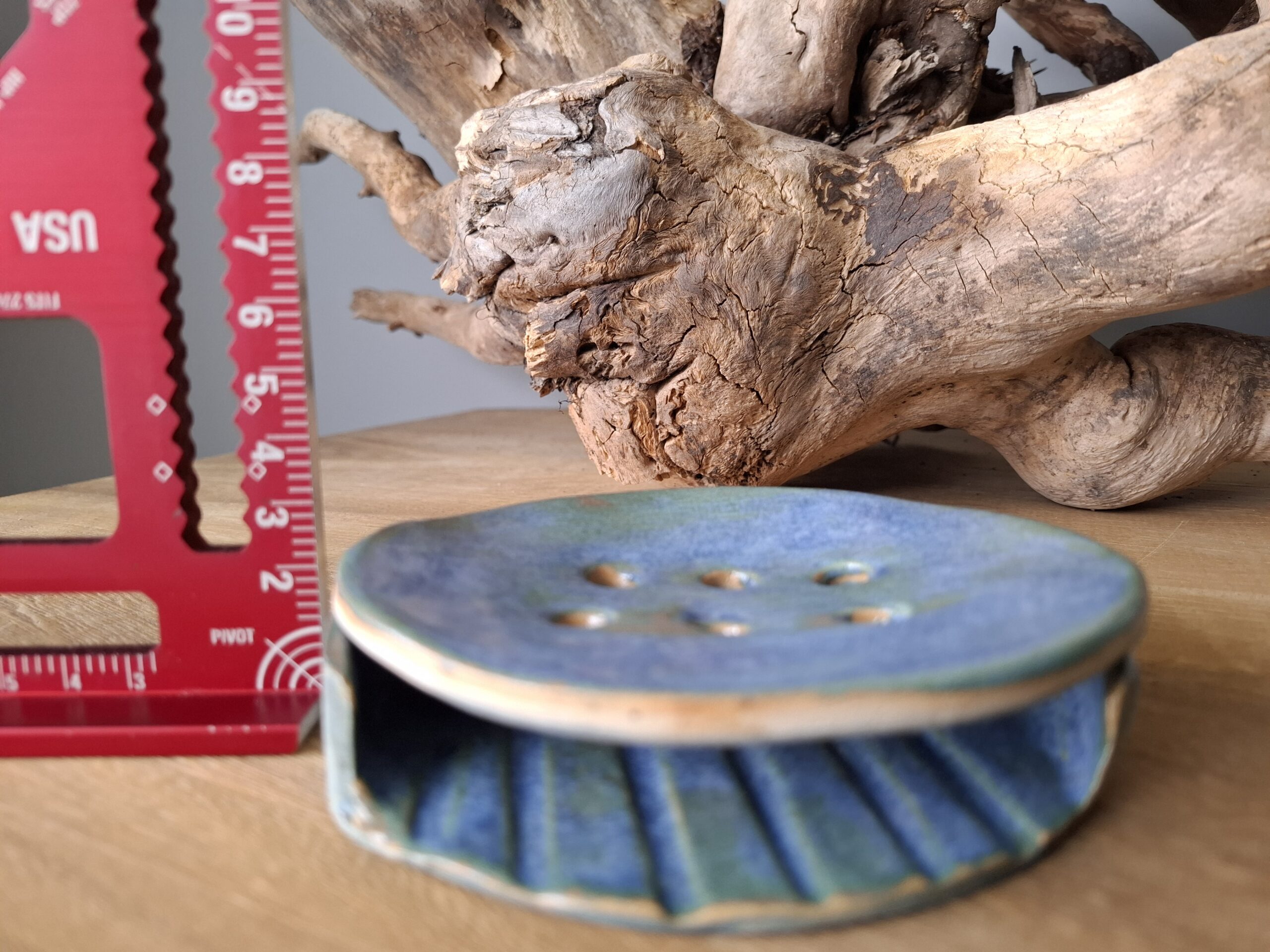 Morska mydelniczka - obrazek 4