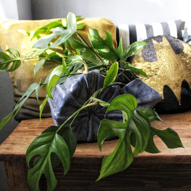 20240621175740_IMG_2575-01